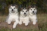 ALASKAN MALAMUTE 525